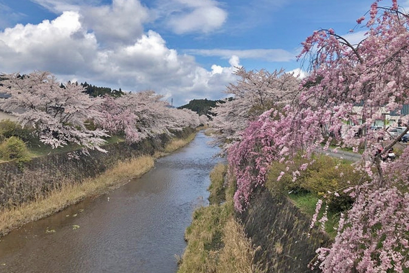 寺田橋上流の桜並木の画像