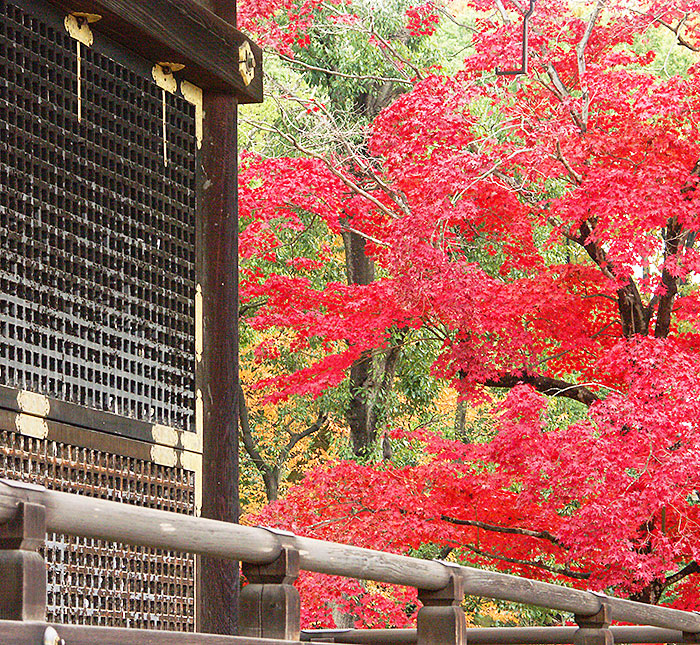 仁和寺写真
